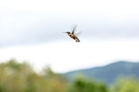 Wildlife Photography